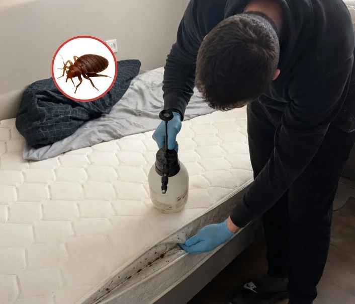 Technicien traitant un matelas contre les punaises de lit à Cély
